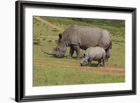 South African White Rhinoceros 028-Bob Langrish-Framed Photographic Print