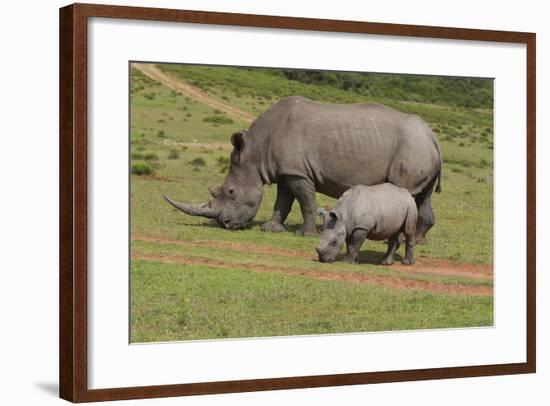 South African White Rhinoceros 028-Bob Langrish-Framed Photographic Print