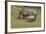 South African White Rhinoceros 028-Bob Langrish-Framed Photographic Print