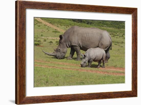 South African White Rhinoceros 028-Bob Langrish-Framed Photographic Print