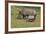 South African White Rhinoceros 028-Bob Langrish-Framed Photographic Print