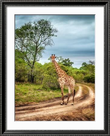 South African Wildlife, Wild Giraffe on a Walk, Beautiful Great Animal, Big  Five, Bush Safari Game' Photographic Print - Anna Om | Art.com