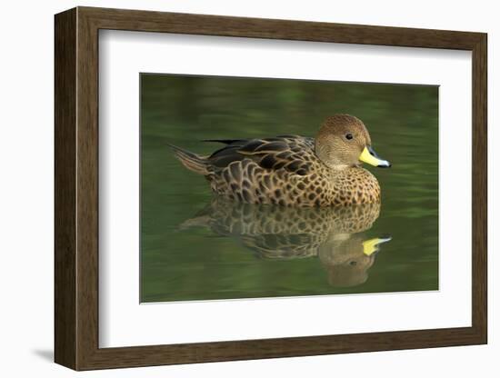 South America. Anas Georgica Georgica, South Georgia Pintail, Endangered Duck-David Slater-Framed Photographic Print