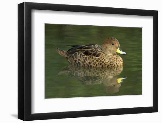 South America. Anas Georgica Georgica, South Georgia Pintail, Endangered Duck-David Slater-Framed Photographic Print