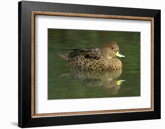 South America. Anas Georgica Georgica, South Georgia Pintail, Endangered Duck-David Slater-Framed Photographic Print