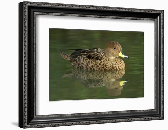 South America. Anas Georgica Georgica, South Georgia Pintail, Endangered Duck-David Slater-Framed Photographic Print