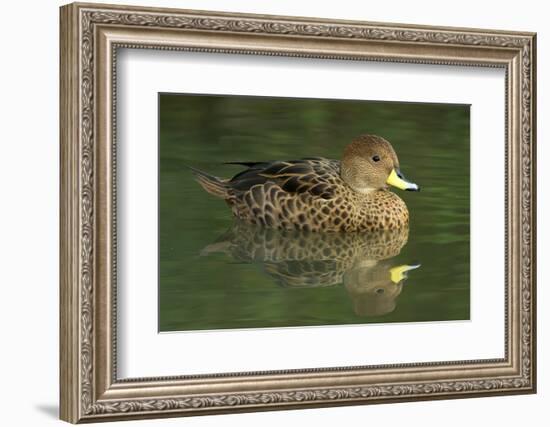 South America. Anas georgica georgica, South Georgia Pintail, endangered duck-David Slater-Framed Photographic Print