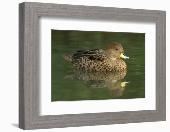 South America. Anas georgica georgica, South Georgia Pintail, endangered duck-David Slater-Framed Photographic Print