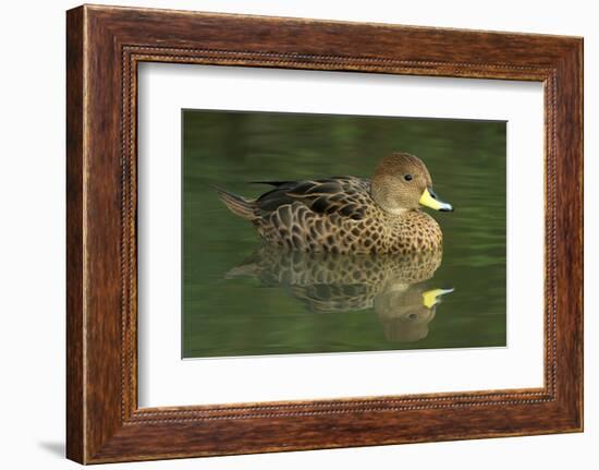 South America. Anas georgica georgica, South Georgia Pintail, endangered duck-David Slater-Framed Photographic Print