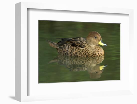 South America. Anas georgica georgica, South Georgia Pintail, endangered duck-David Slater-Framed Photographic Print