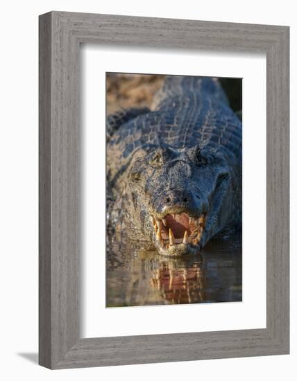 South America, Brazil, Cuiaba River, Pantanal Wetlands, Yacare Caiman with Open Mouth-Judith Zimmerman-Framed Photographic Print