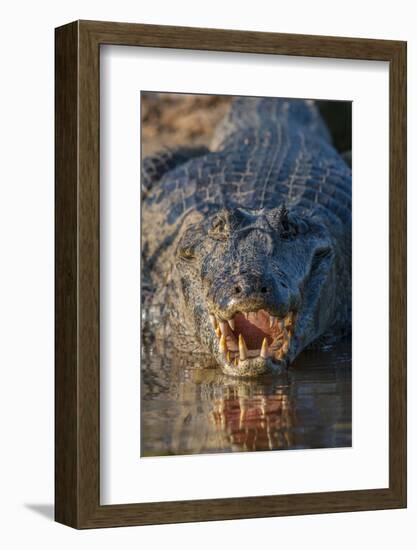 South America, Brazil, Cuiaba River, Pantanal Wetlands, Yacare Caiman with Open Mouth-Judith Zimmerman-Framed Photographic Print