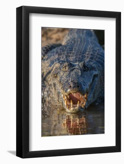 South America, Brazil, Cuiaba River, Pantanal Wetlands, Yacare Caiman with Open Mouth-Judith Zimmerman-Framed Photographic Print