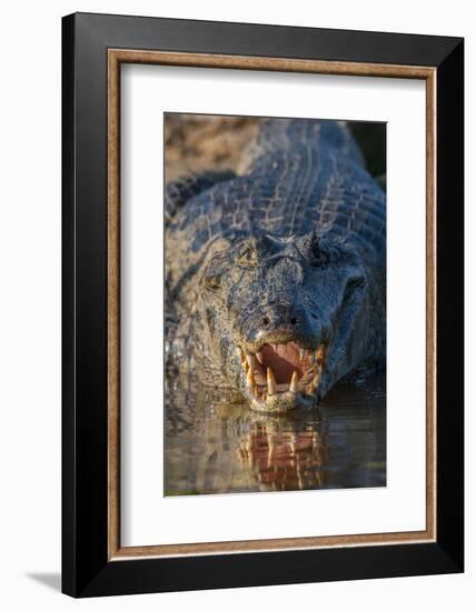 South America, Brazil, Cuiaba River, Pantanal Wetlands, Yacare Caiman with Open Mouth-Judith Zimmerman-Framed Photographic Print