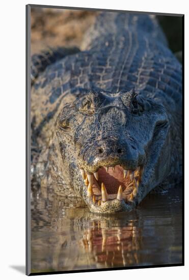 South America, Brazil, Cuiaba River, Pantanal Wetlands, Yacare Caiman with Open Mouth-Judith Zimmerman-Mounted Photographic Print