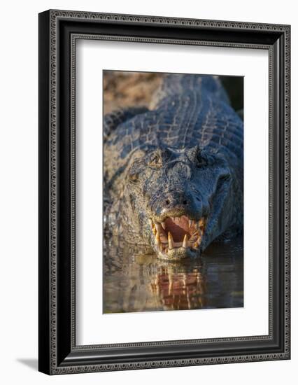 South America, Brazil, Cuiaba River, Pantanal Wetlands, Yacare Caiman with Open Mouth-Judith Zimmerman-Framed Photographic Print