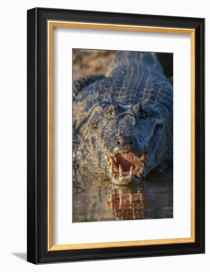 South America, Brazil, Cuiaba River, Pantanal Wetlands, Yacare Caiman with Open Mouth-Judith Zimmerman-Framed Photographic Print