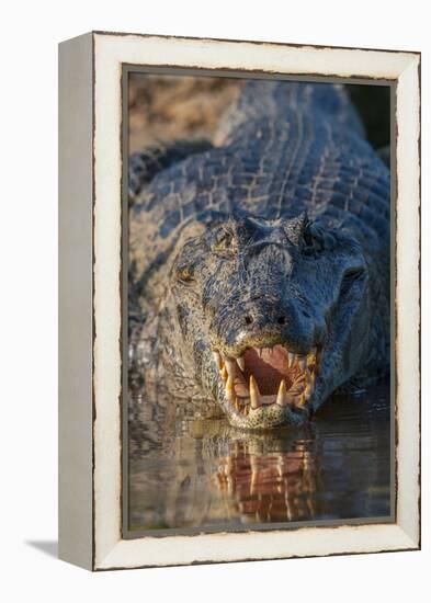South America, Brazil, Cuiaba River, Pantanal Wetlands, Yacare Caiman with Open Mouth-Judith Zimmerman-Framed Premier Image Canvas