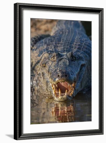 South America, Brazil, Cuiaba River, Pantanal Wetlands, Yacare Caiman with Open Mouth-Judith Zimmerman-Framed Photographic Print