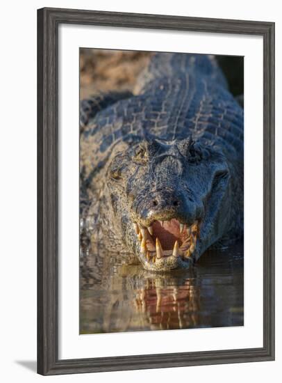 South America, Brazil, Cuiaba River, Pantanal Wetlands, Yacare Caiman with Open Mouth-Judith Zimmerman-Framed Photographic Print