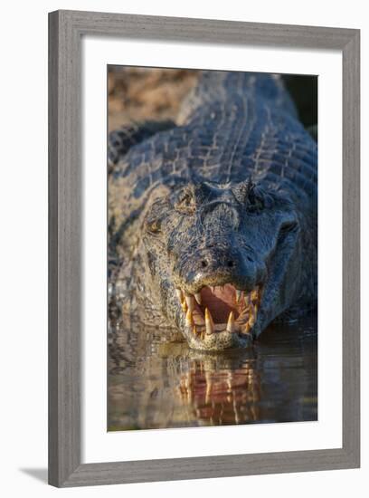 South America, Brazil, Cuiaba River, Pantanal Wetlands, Yacare Caiman with Open Mouth-Judith Zimmerman-Framed Photographic Print