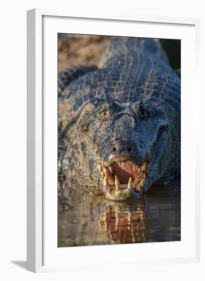 South America, Brazil, Cuiaba River, Pantanal Wetlands, Yacare Caiman with Open Mouth-Judith Zimmerman-Framed Photographic Print