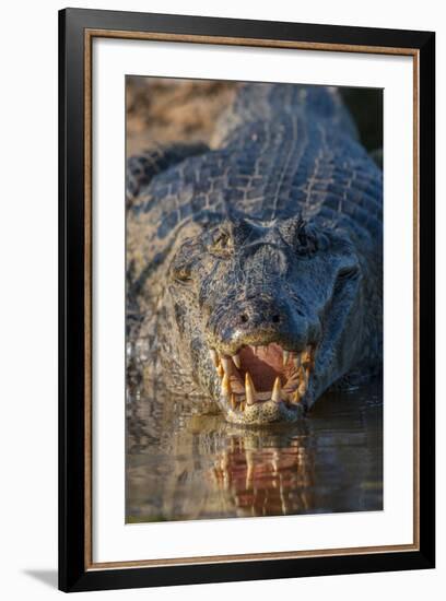 South America, Brazil, Cuiaba River, Pantanal Wetlands, Yacare Caiman with Open Mouth-Judith Zimmerman-Framed Photographic Print