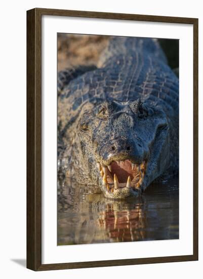 South America, Brazil, Cuiaba River, Pantanal Wetlands, Yacare Caiman with Open Mouth-Judith Zimmerman-Framed Photographic Print