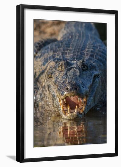 South America, Brazil, Cuiaba River, Pantanal Wetlands, Yacare Caiman with Open Mouth-Judith Zimmerman-Framed Photographic Print