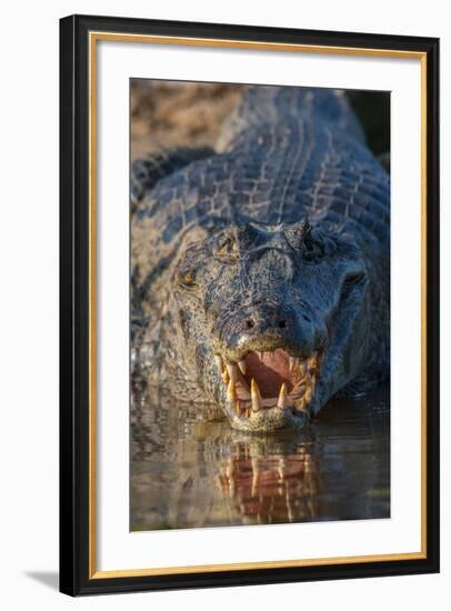 South America, Brazil, Cuiaba River, Pantanal Wetlands, Yacare Caiman with Open Mouth-Judith Zimmerman-Framed Photographic Print