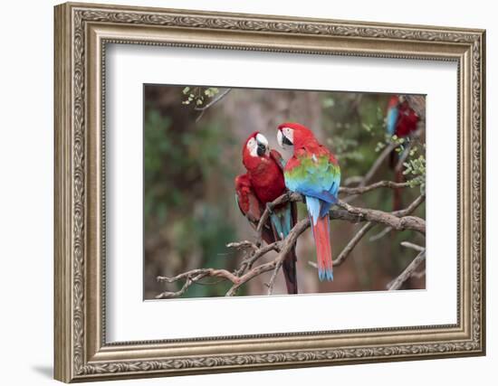 South America, Brazil, Mato Grosso do Sul, Jardim, A pair of red-and-green macaws together.-Ellen Goff-Framed Photographic Print