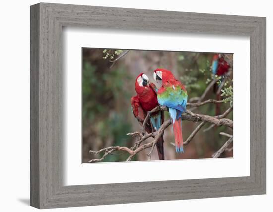 South America, Brazil, Mato Grosso do Sul, Jardim, A pair of red-and-green macaws together.-Ellen Goff-Framed Photographic Print