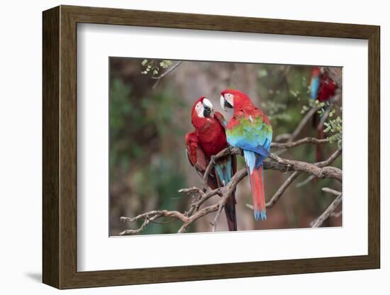 South America, Brazil, Mato Grosso do Sul, Jardim, A pair of red-and-green macaws together.-Ellen Goff-Framed Photographic Print