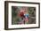 South America, Brazil, Mato Grosso do Sul, Jardim, A pair of red-and-green macaws together.-Ellen Goff-Framed Photographic Print