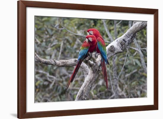 South America, Brazil, Mato Grosso do Sul, Jardim, A pair of red-and-green macaws together.-Ellen Goff-Framed Premium Photographic Print