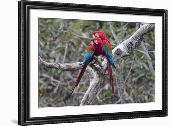 South America, Brazil, Mato Grosso do Sul, Jardim, A pair of red-and-green macaws together.-Ellen Goff-Framed Premium Photographic Print