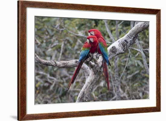 South America, Brazil, Mato Grosso do Sul, Jardim, A pair of red-and-green macaws together.-Ellen Goff-Framed Premium Photographic Print