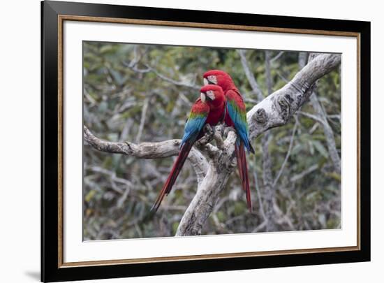 South America, Brazil, Mato Grosso do Sul, Jardim, A pair of red-and-green macaws together.-Ellen Goff-Framed Premium Photographic Print