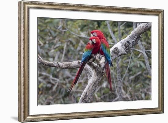 South America, Brazil, Mato Grosso do Sul, Jardim, A pair of red-and-green macaws together.-Ellen Goff-Framed Premium Photographic Print