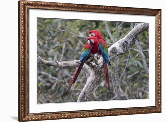 South America, Brazil, Mato Grosso do Sul, Jardim, A pair of red-and-green macaws together.-Ellen Goff-Framed Premium Photographic Print