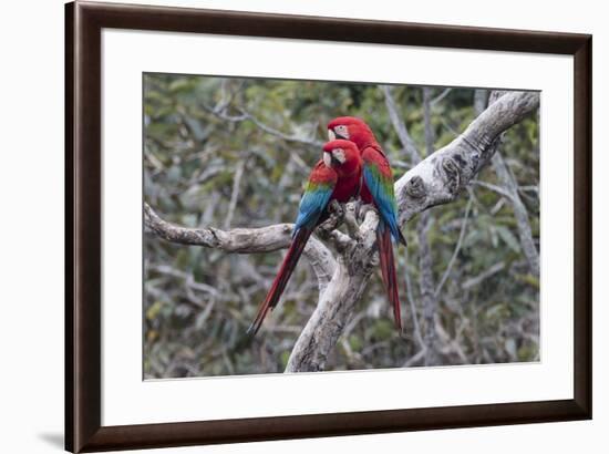South America, Brazil, Mato Grosso do Sul, Jardim, A pair of red-and-green macaws together.-Ellen Goff-Framed Premium Photographic Print