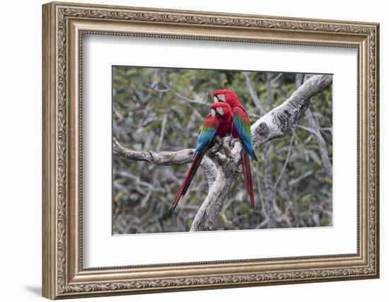 South America, Brazil, Mato Grosso do Sul, Jardim, A pair of red-and-green macaws together.-Ellen Goff-Framed Photographic Print