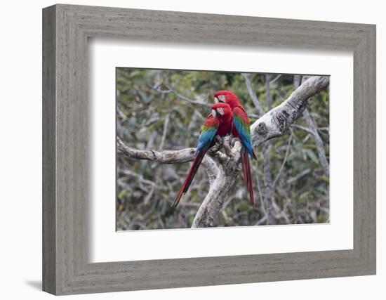 South America, Brazil, Mato Grosso do Sul, Jardim, A pair of red-and-green macaws together.-Ellen Goff-Framed Photographic Print