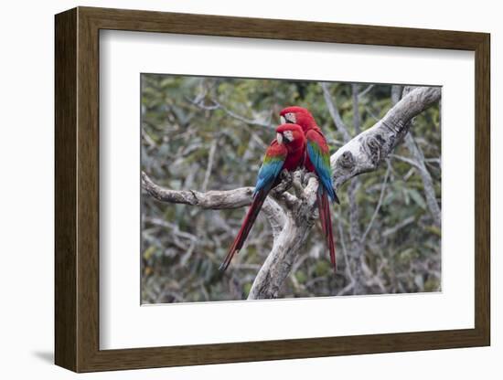 South America, Brazil, Mato Grosso do Sul, Jardim, A pair of red-and-green macaws together.-Ellen Goff-Framed Photographic Print