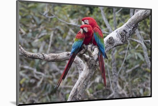 South America, Brazil, Mato Grosso do Sul, Jardim, A pair of red-and-green macaws together.-Ellen Goff-Mounted Photographic Print