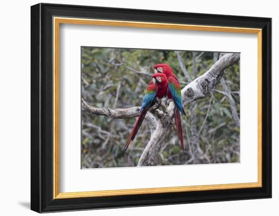 South America, Brazil, Mato Grosso do Sul, Jardim, A pair of red-and-green macaws together.-Ellen Goff-Framed Photographic Print