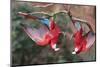 South America, Brazil, Mato Grosso do Sul, Jardim, A pair of red-and-green macaws together.-Ellen Goff-Mounted Photographic Print