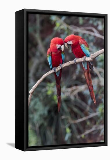 South America, Brazil, Mato Grosso do Sul, Jardim, A pair of red-and-green macaws together.-Ellen Goff-Framed Premier Image Canvas