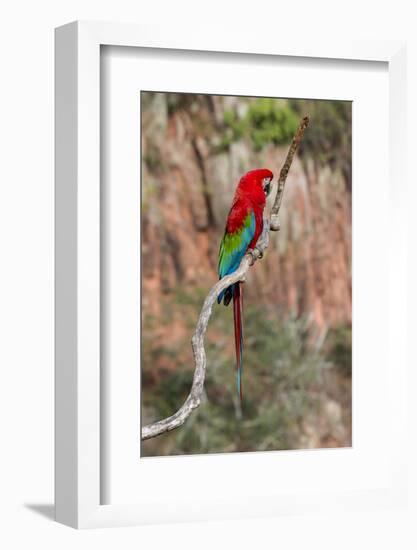 South America, Brazil, Mato Grosso do Sul, Jardim, Red-and-green macaw.-Ellen Goff-Framed Photographic Print