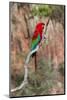 South America, Brazil, Mato Grosso do Sul, Jardim, Red-and-green macaw.-Ellen Goff-Mounted Photographic Print